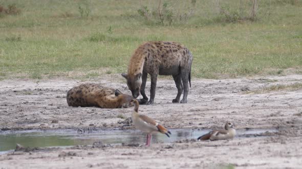 Two spotted hyenas near a pond