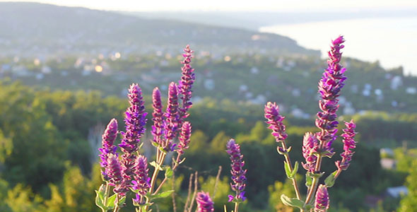 Purple Flowers And Mountain Village Near Sea alt
