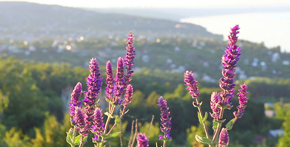 Purple Flowers And Mountain Village Near Sea