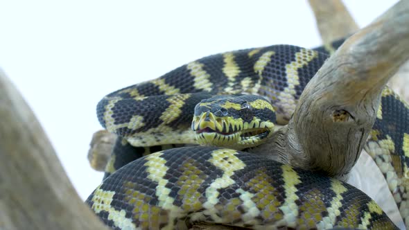 Close-up of a python snake slithering over a wooden branch on a white background