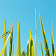 Green Grass and Blue Sky - VideoHive Item for Sale