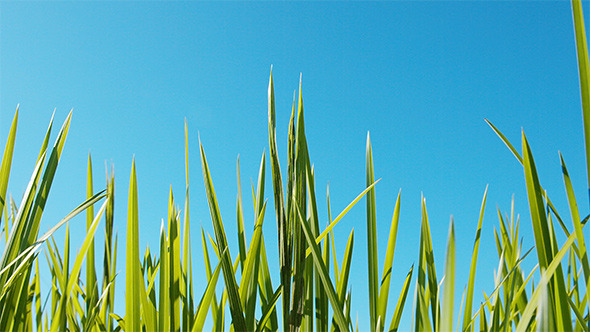 Green Grass and Blue Sky alt