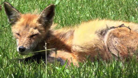 Rabid fox sleeping in grass on a windy day