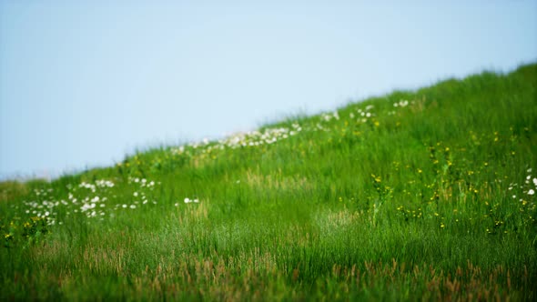 Field of Green Fresh Grass Under Blue Sky alt