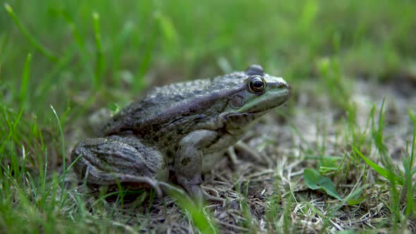 A Large Green Toad Sits on the Grass. Swamp Toad Close-up