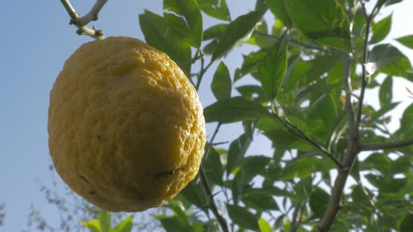 Cultivated lemon fruit tree 4K 3840X2160p UHD video - Lemon fruit cultivated in Eastern Europe 4K 21