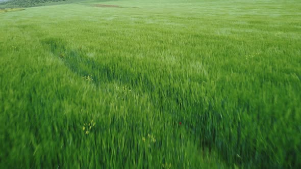 Green Field, Grass and Wind Aerial view