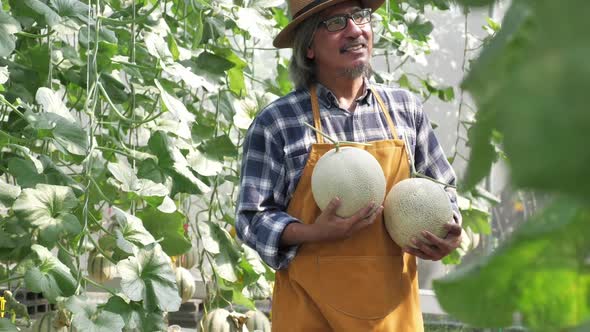 Gardener is harvesting melons in a greenhouse farm