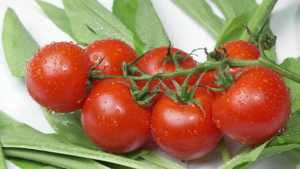 Beautiful Natural Vegetables Tomatoes on a Branch on Green Wild Garlic