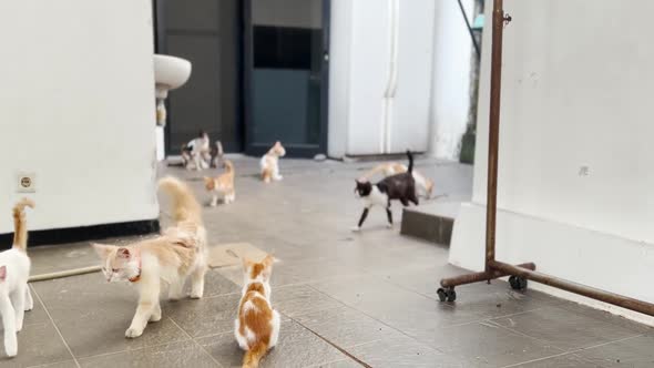 Obedient House Cats Following Their Owner