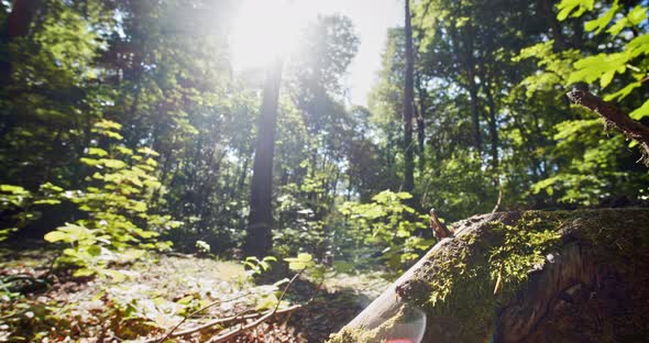 Sunlight Glare Beaming Against the Sky and Into the Moss-Filled Beech Forest