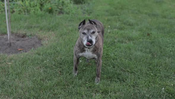 A Pit Bull Dog is Walking in the Yard of His House