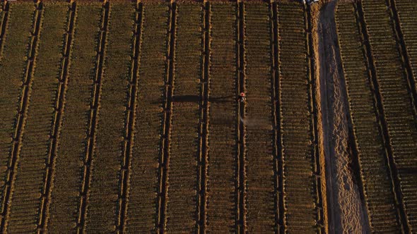 Agricultural worker applying pesticide on plantation. Aerial flying backwards