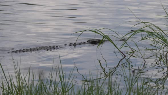 Crocodile in a lake at Moremi Game Reserve