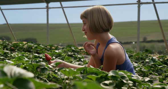 Girls interacting with each other while plucking strawberries