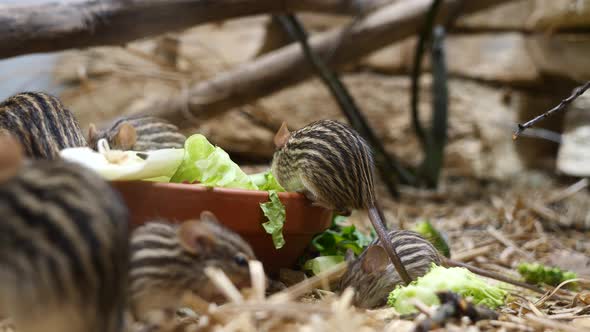 Family of Barbary Lemniscomys eating fresh lettuce leaf in zoo,close up shot