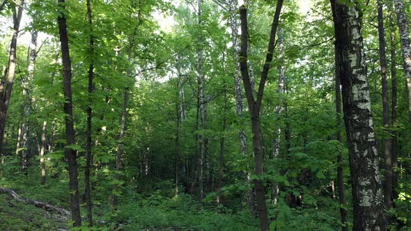 Lush Summer Forest