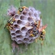 The wasp family sees on its paper nest where larvae are grown and fed. Biting insects, wildlife - VideoHive Item for Sale