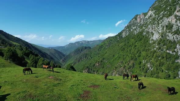 Horse And Nature Aerial