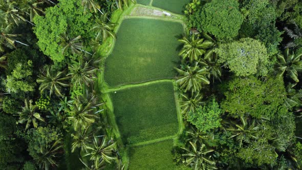 Top Down View on Rice Terrace in Bali Indonesia