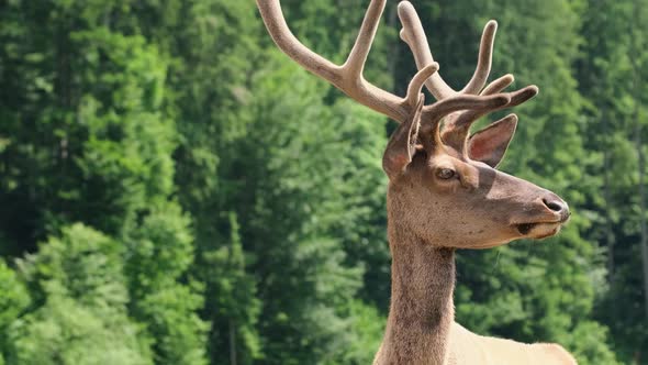 Horned Brown Deer in the Forest Shooting Close Up