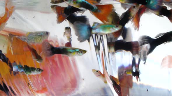 Colourful fish for sale in Vietnamese market