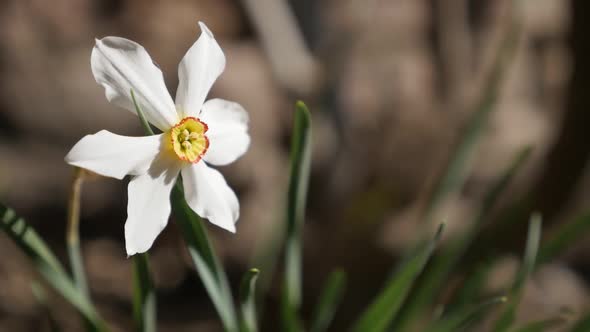 Close-up of beautiful  Narcissus poeticus garden flower    slow-mo 1920X1080 HD footage - Slow motio