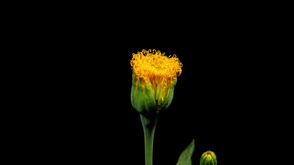 Beautiful Marigold Flower Close Up. Timelapse of Tagets Flower Blooming