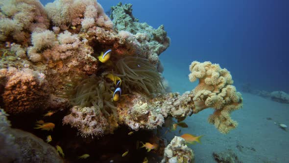 Underwater Clownfish and Sea Anemones