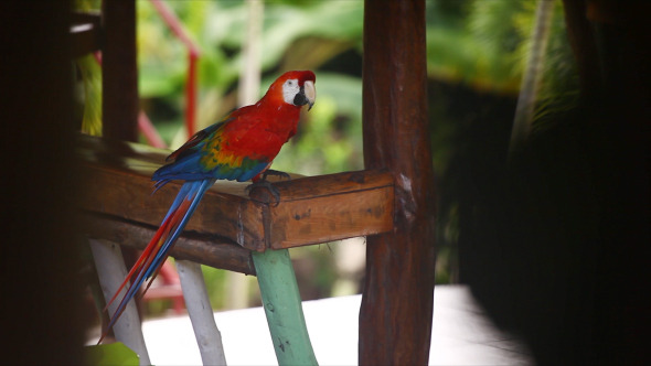 Beautiful Red Parrot (Pack of 3)