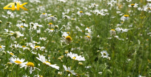 Spring Meadow 1