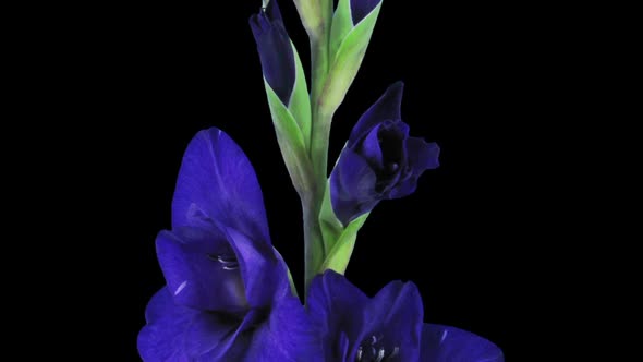 Time-lapse of opening dark blue gladiolus flower