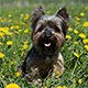 Little Dog in Green Field - VideoHive Item for Sale