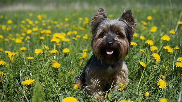 Little Dog in Green Field