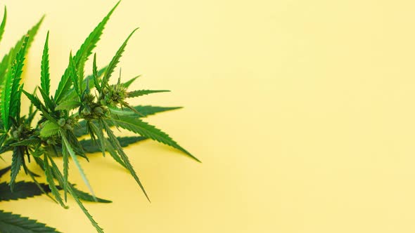 a Large Bush of Fresh Green Marijuana Lies on a Pastel Yellow Background with