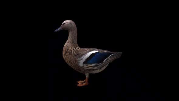Female Duck İdle View From Side