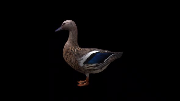 Female Duck İdle View From Side alt