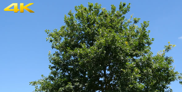 Tree on a Sunny Day