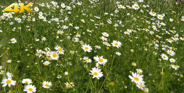 Spring Meadow 3