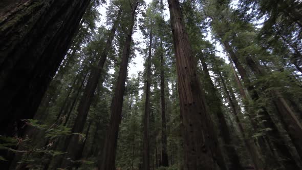 Looking Up In Redwood Forest Canopy. Low Angle, Rotating View