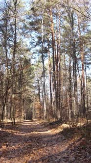 Vertical Video of a Beautiful Forest in the Afternoon Aerial View