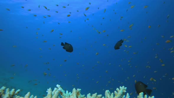 Tropical Coral Reefs