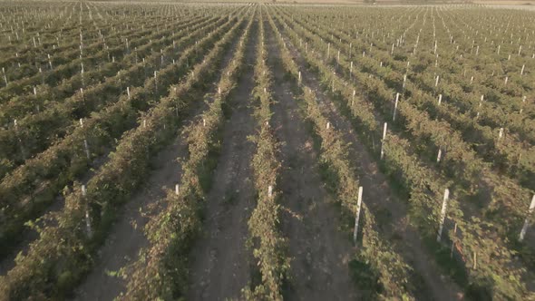 Aerial flight over beautiful vineyard landscape in Kakheti, Georgia