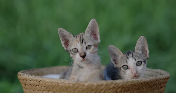 Slow motion shot close up adorable domestic kitten sitting in basket.