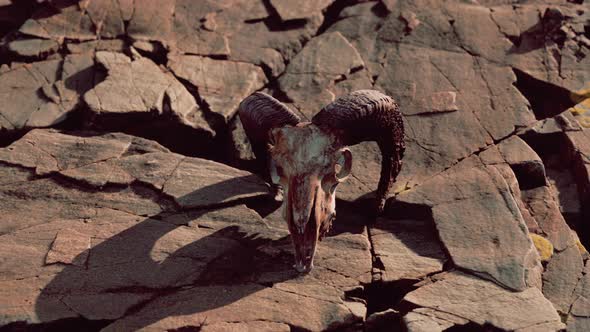 Dry Goat Skull Bone on Stones Under Sun