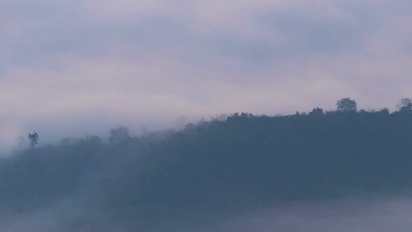 Fog Flowing Over Forest