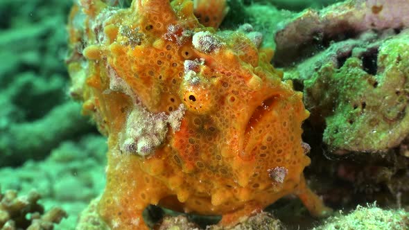 Orange Warty Frogfish (Antennarius macuatus) close up on tropical coral reef