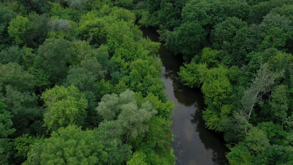 Aerial View of the Beautiful Landscape  the River Flows Among the Green Deciduous Forest