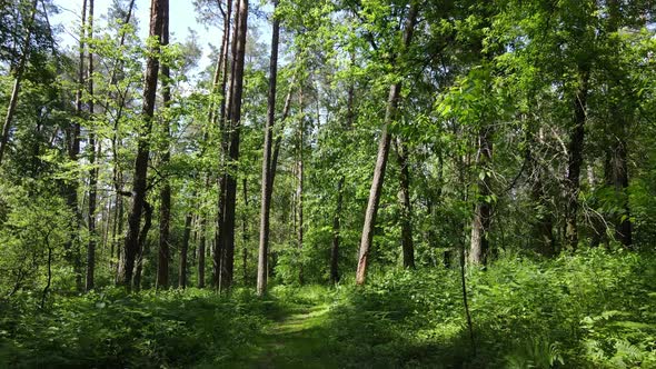 Beautiful Green Forest on a Summer Day Slow Motion