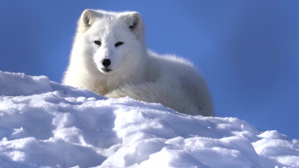 Fluffy healthy white arctic polar fox waking up from nap and looking into camera - Static low angle